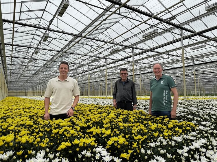 From the field: stronger chrysanthemums 