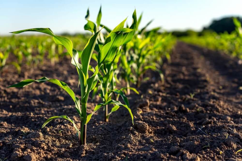 Inoculants