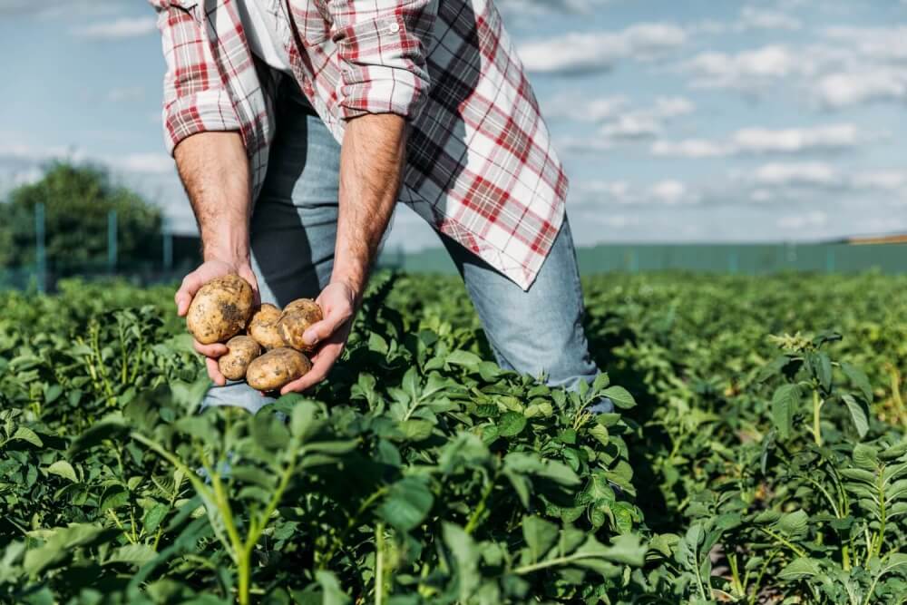 Soil Stimulants